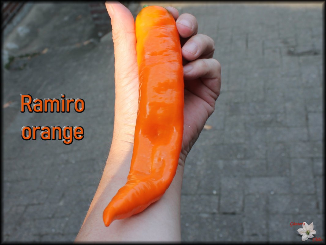 Ramiro orange.JPG