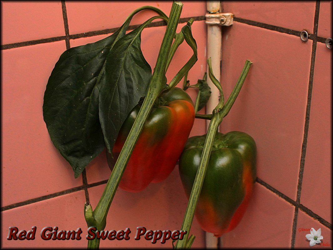 Red Giant Sweet Pepper 09112019.JPG