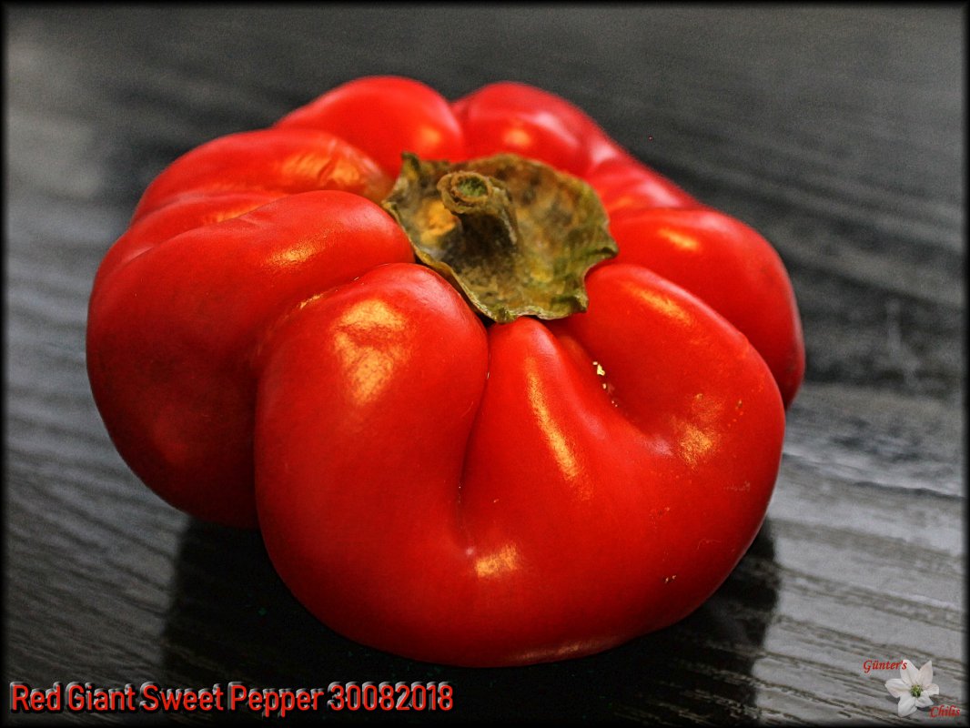 Red Giant Sweet Pepper 30082018.JPG