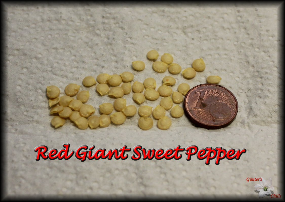 Red Giant Sweet Pepper.JPG