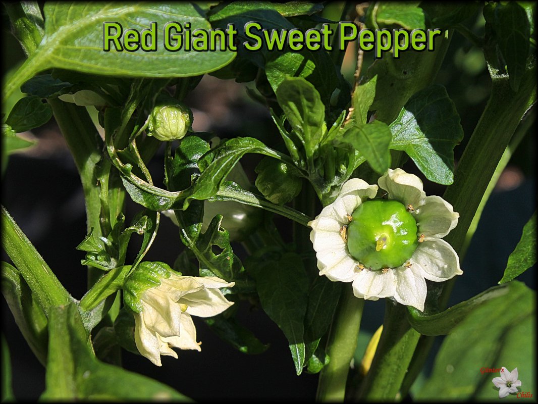 Red Giant Sweet Pepper_Blüte.JPG