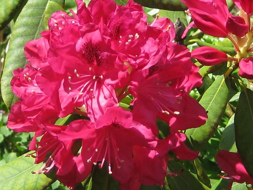 Rhododendron.JPG