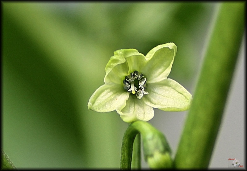 Rice Grain Silling Labuyo Blüte.JPG