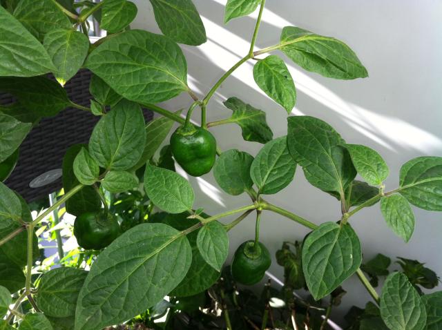 Rocoto 2.jpg