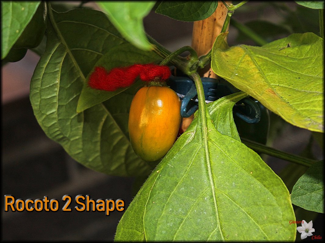 Rocoto 2 Shape 05082018.JPG