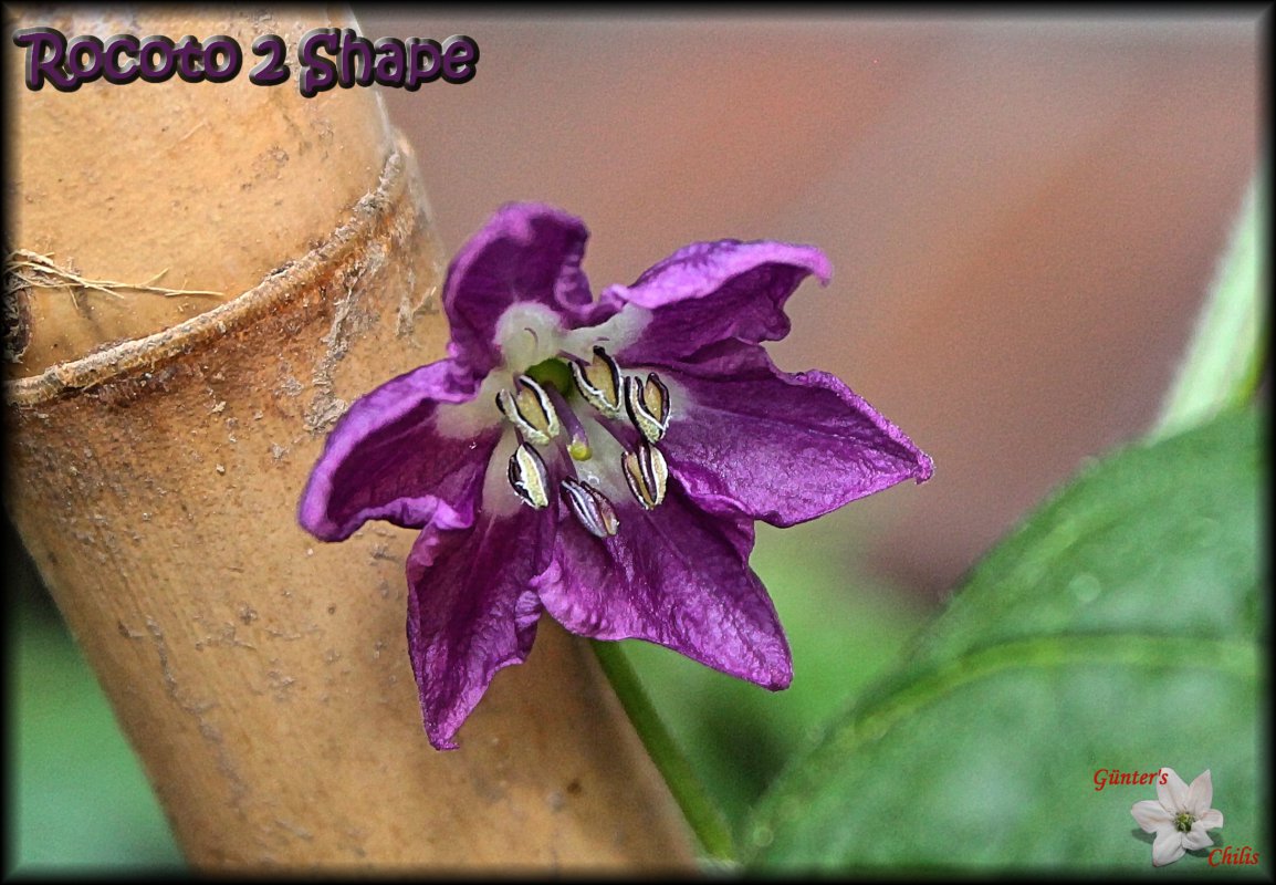 Rocoto 2 Shape Blüte.JPG