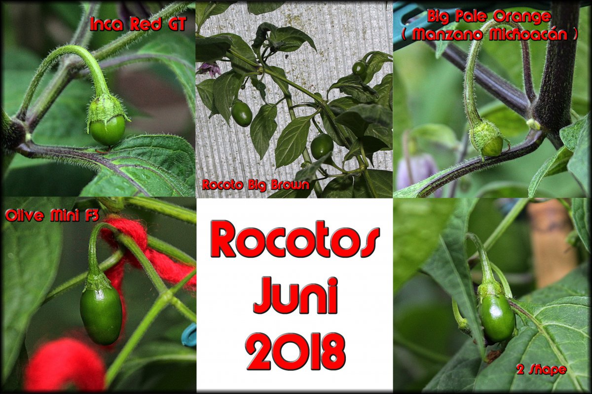Rocoto Beeren Juni 2018.jpg