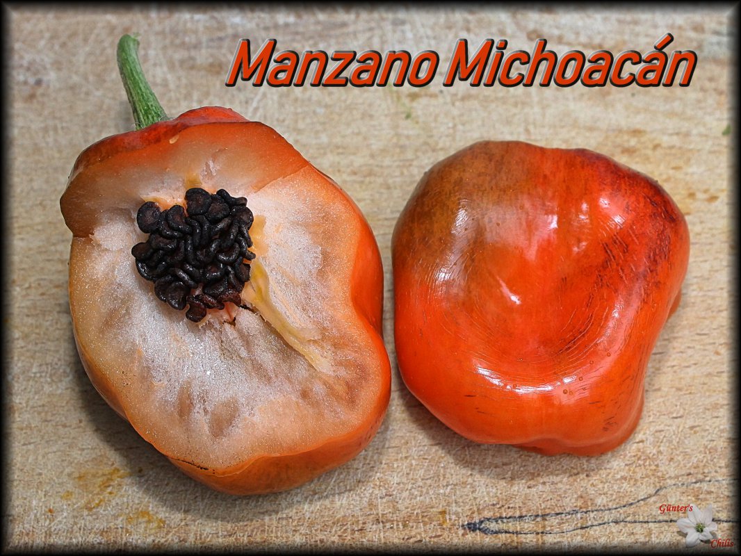 Rocoto Big Pale Orange ( Manzano Michoacán ) 12092018.JPG