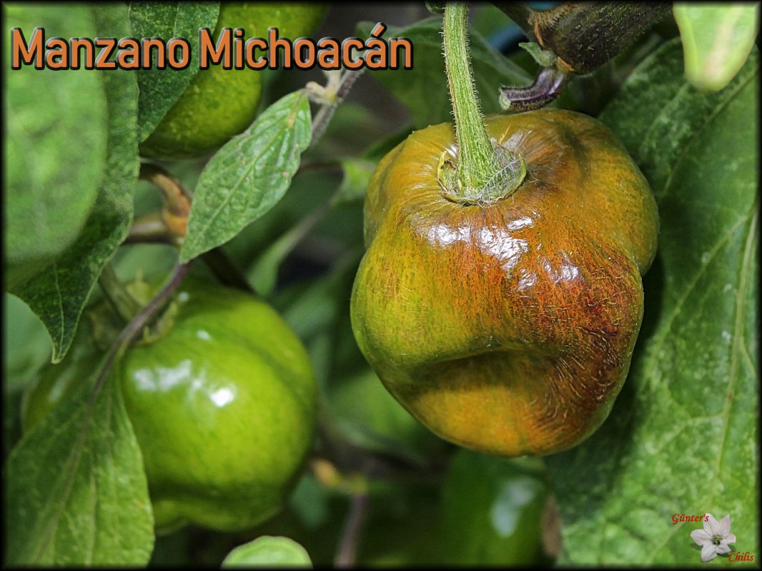 Rocoto Big Pale Orange ( Manzano Michoacán )_26082018.JPG