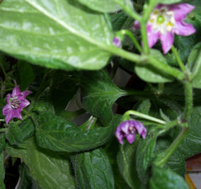 Rocoto Blüte2.jpg