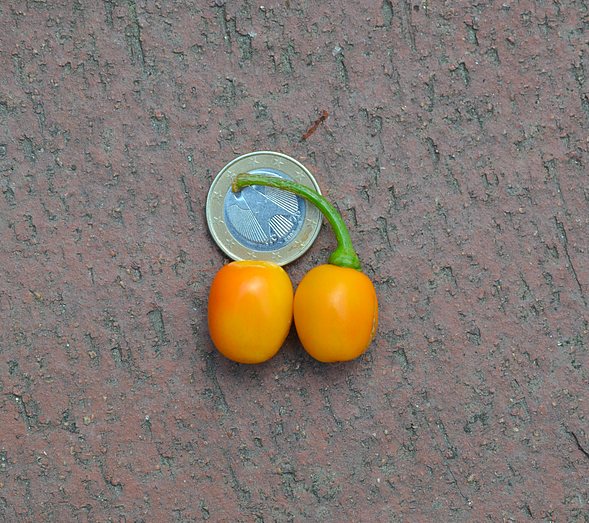 Rocoto Ernte Hot.jpg