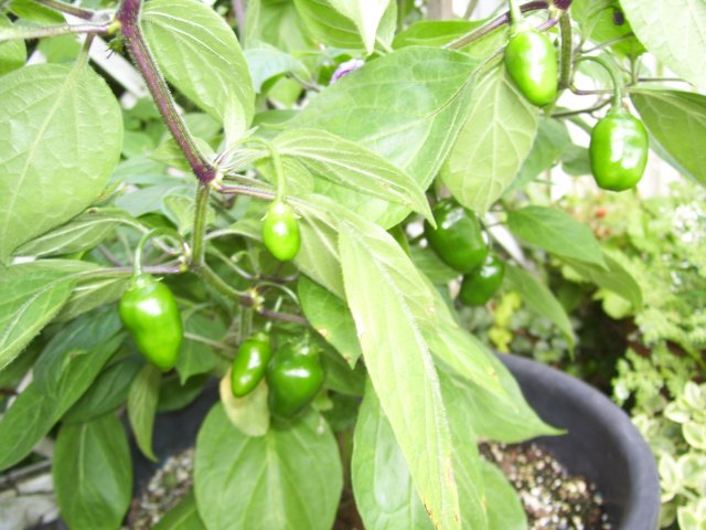 Rocoto Früchte.jpg