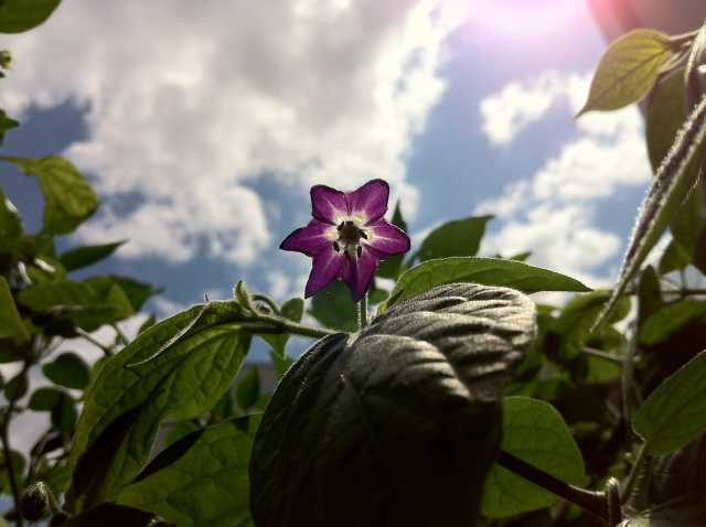 Rocoto in the Sun.JPG