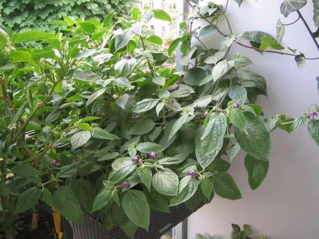 Rocoto.JPG