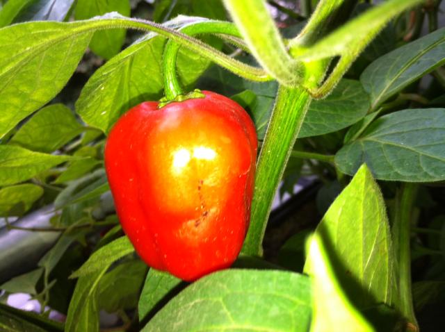 Rocoto.JPG
