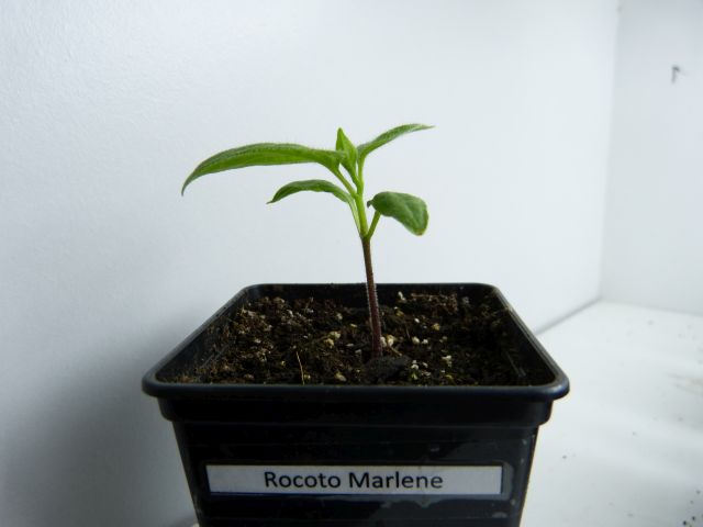 Rocoto Marlene.jpg