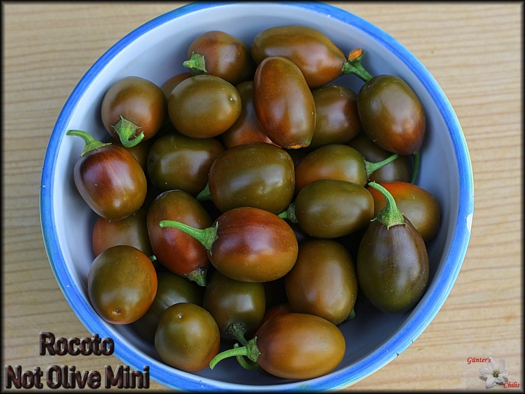 Rocoto NOT Olive Mini.JPG