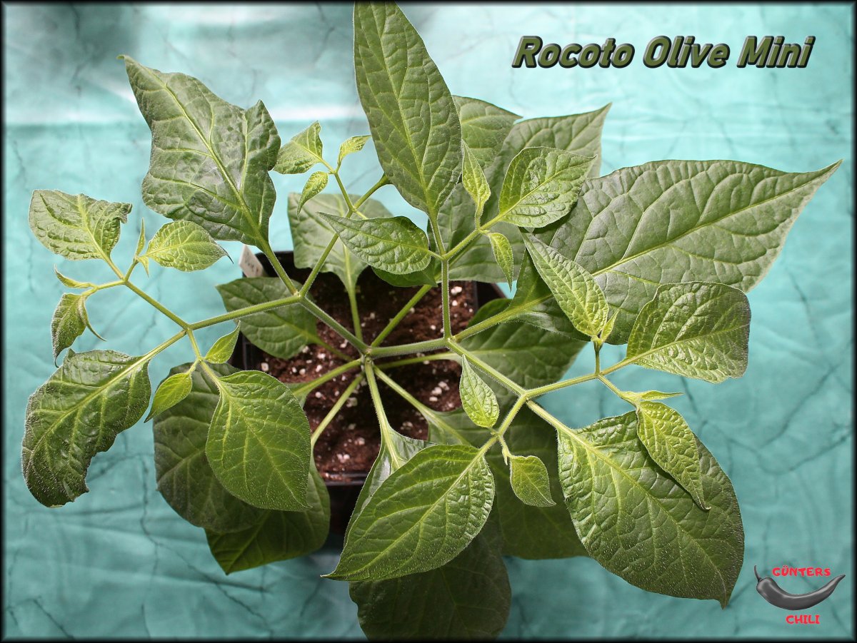 Rocoto Olive Mini 05042021_.jpg