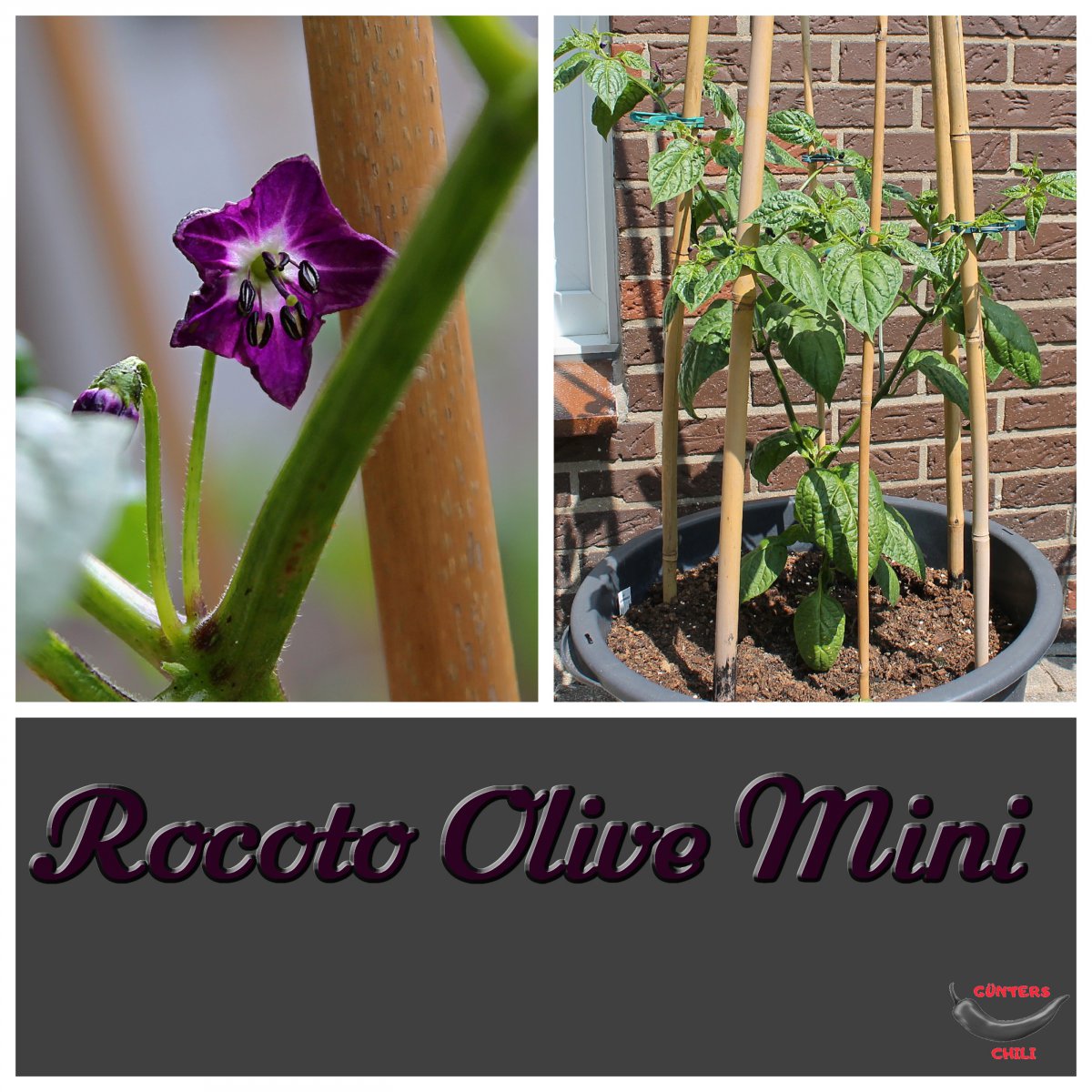 Rocoto Olive Mini Gesamt.jpg