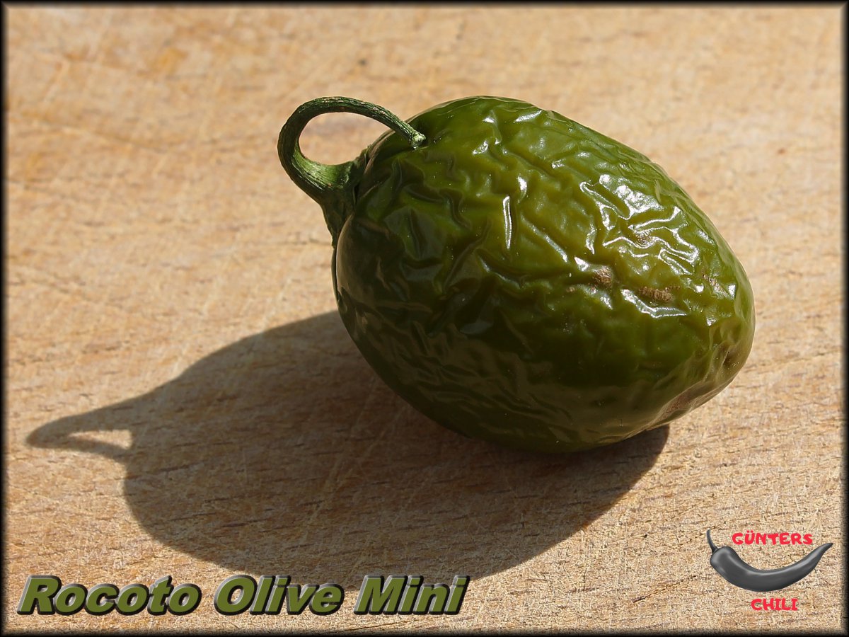 Rocoto Olive Mini.jpg