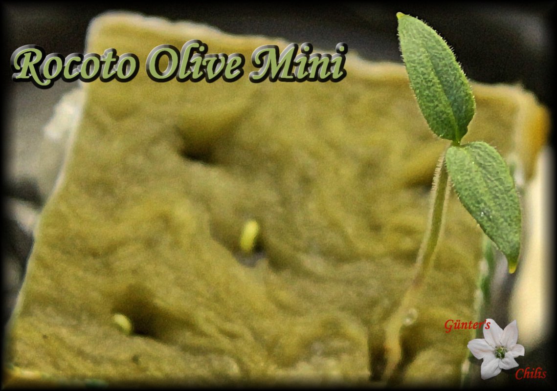 Rocoto Olive Mini.JPG