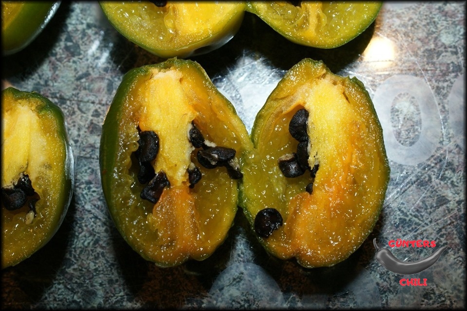 Rocoto Olive Mini1.jpg