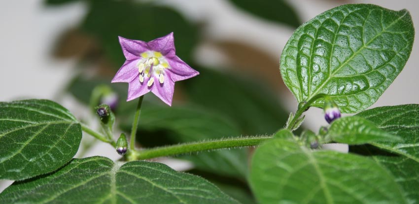 Rocoto-PI-614001-Blüte-klein.jpg