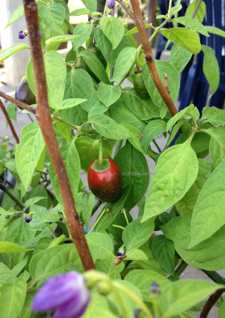 Rocoto Rojo.jpg