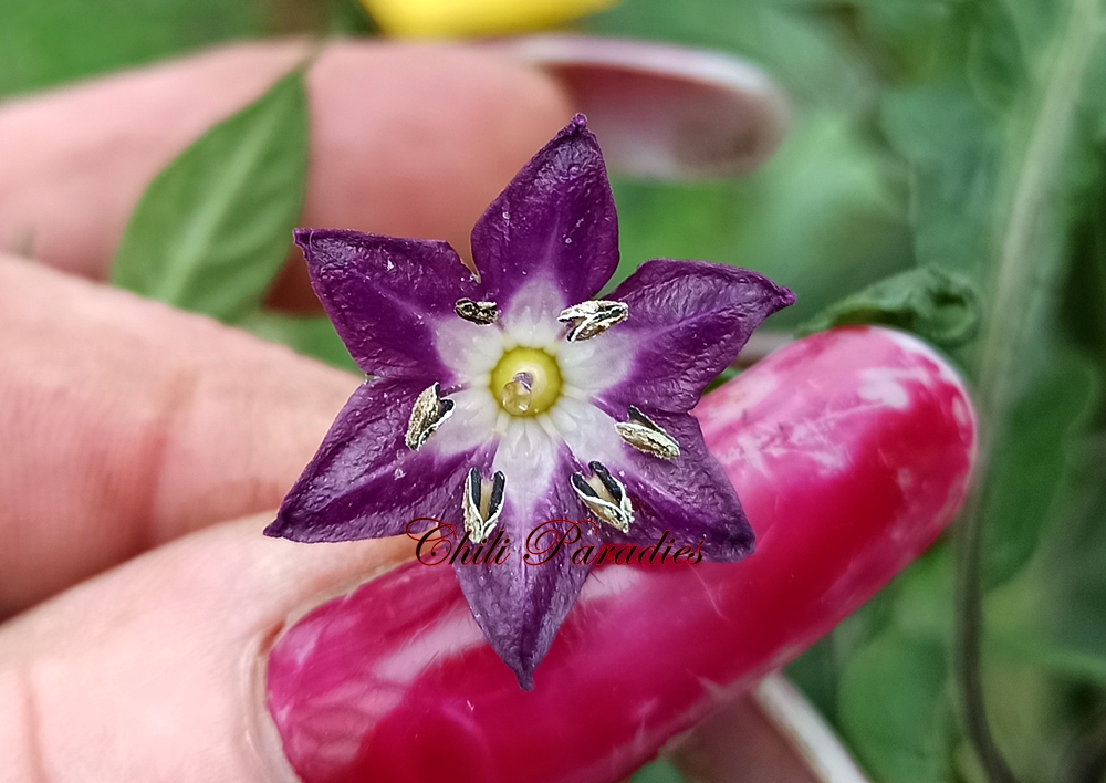 Rocoto San Pedro Rojo Blüte.jpg