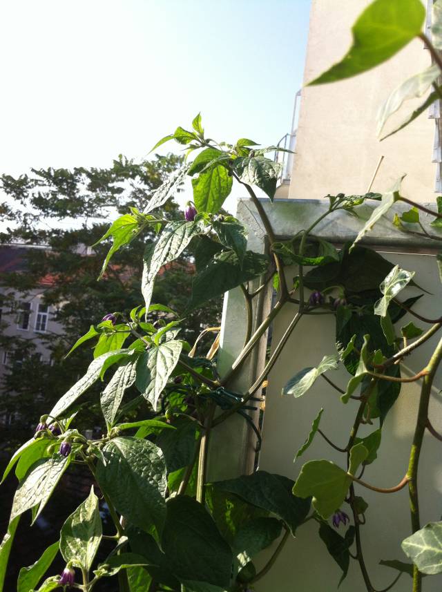 Rocoto Spitze.jpg