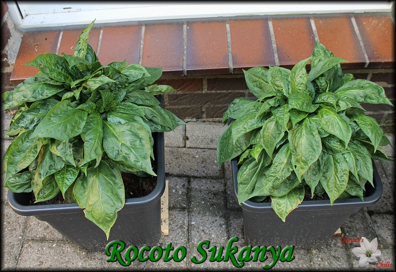 Rocoto Sukanya - Kopie.JPG