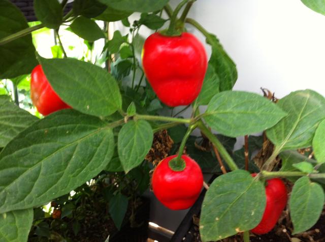 Rocoto1.jpg