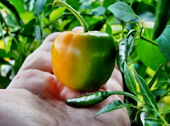 rocoto11a.jpg