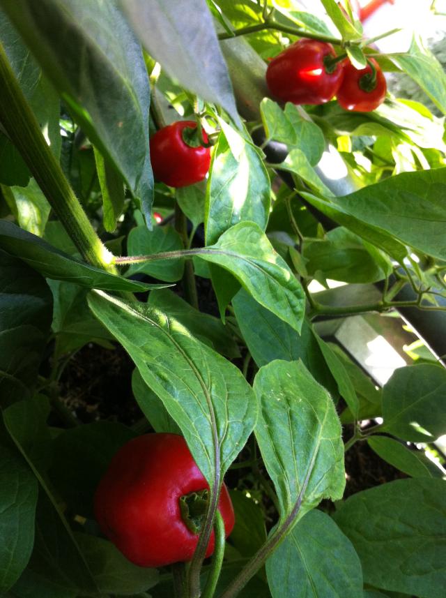 Rocoto2.jpg