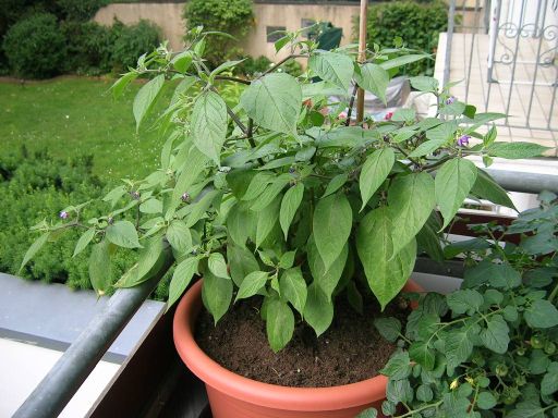 rocoto2.jpg