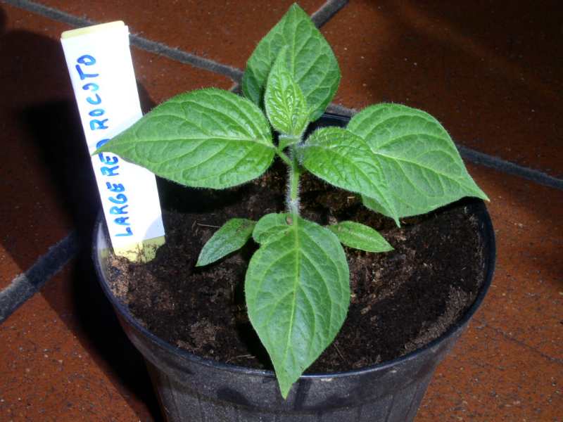 Rocoto2013 04.jpg