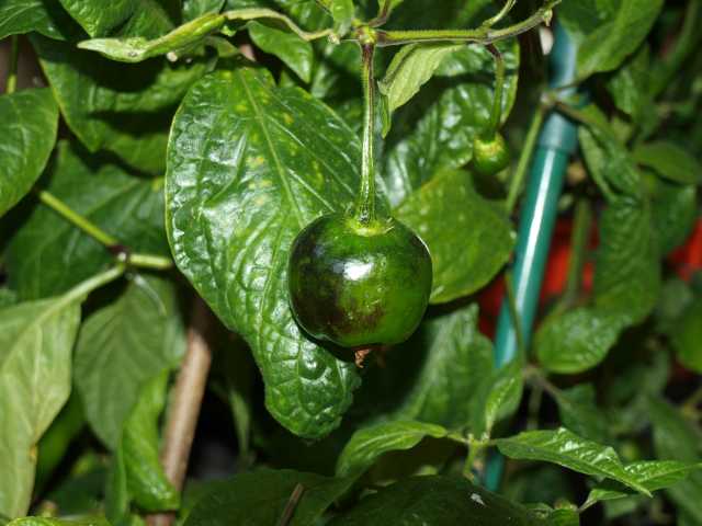 Rocoto_1.jpg