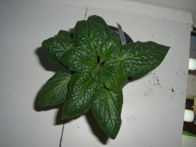 Rocoto_2.jpg