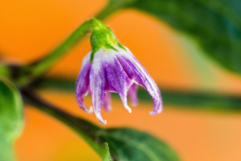 Rocoto_Manzano_Amarillo_002_zpsqplazuax.jpg