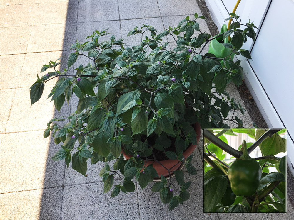 Rocoto_Manzano_rojo_001_zpscjcpwukf.jpg