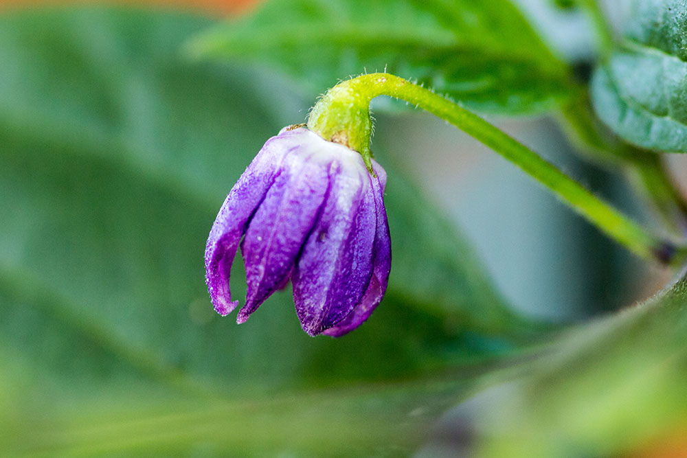 Rocoto_Manzano_Rojo_001_zpsufpqyfws.jpg