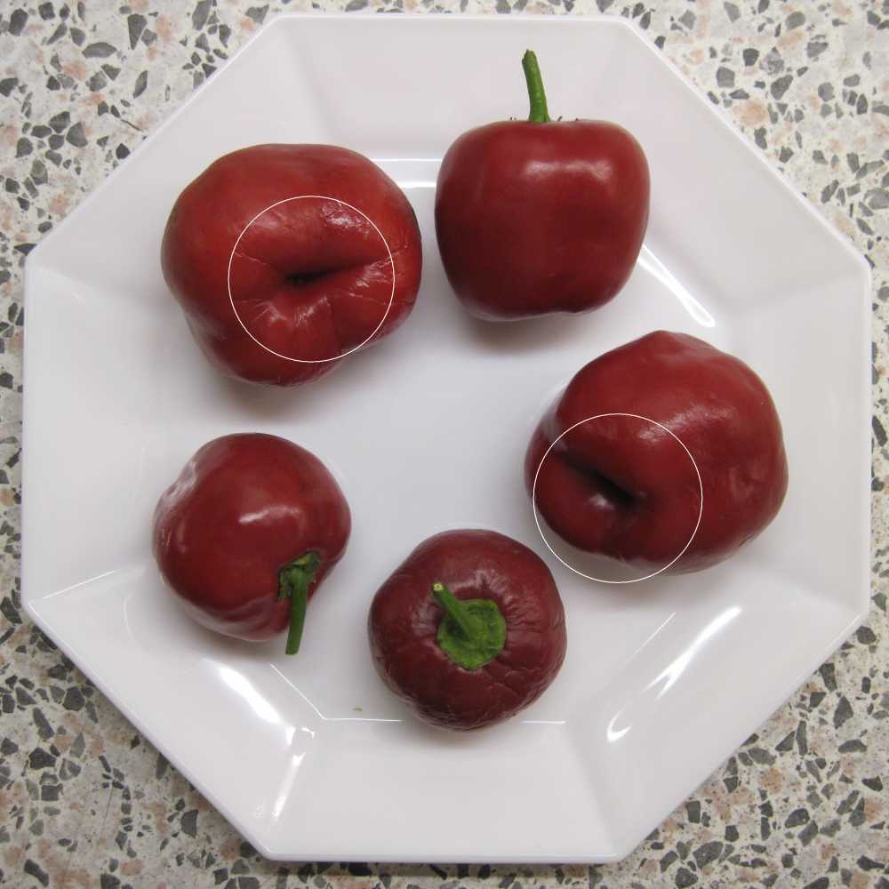 Rocoto_oval_rot.jpg