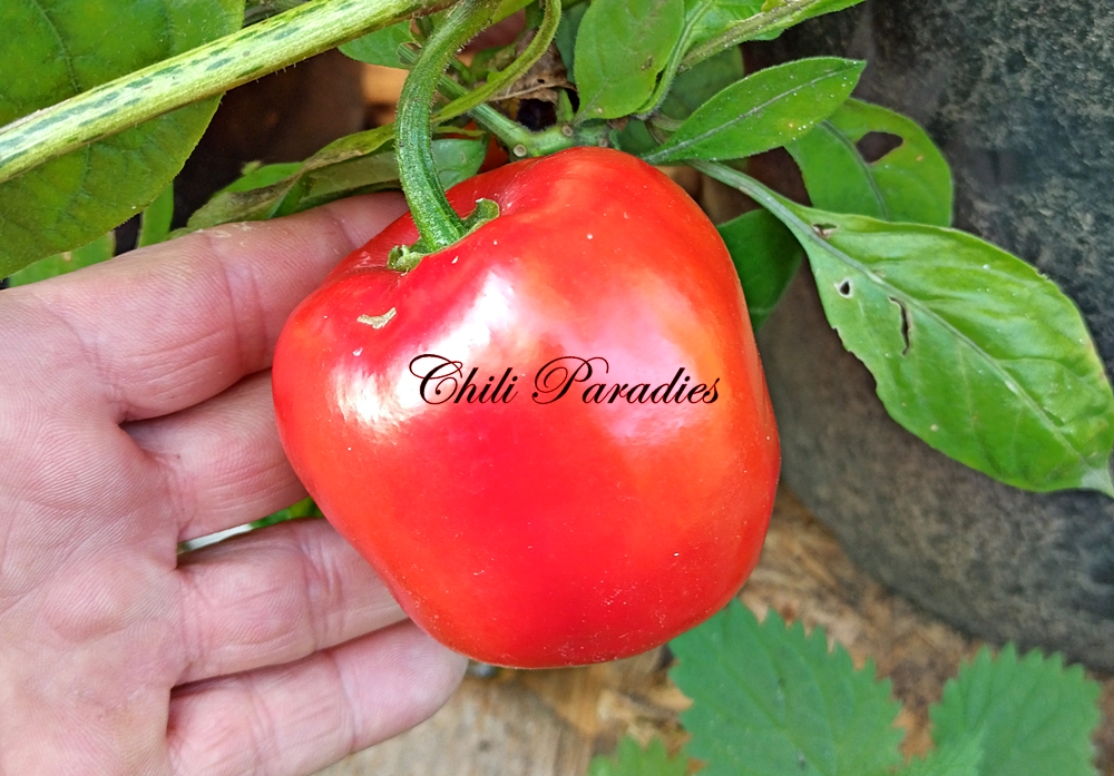 Rocoto_red_Giant.jpg