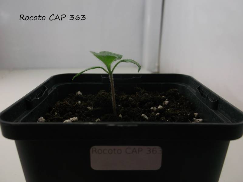 RocotoCAP363Seite.jpg