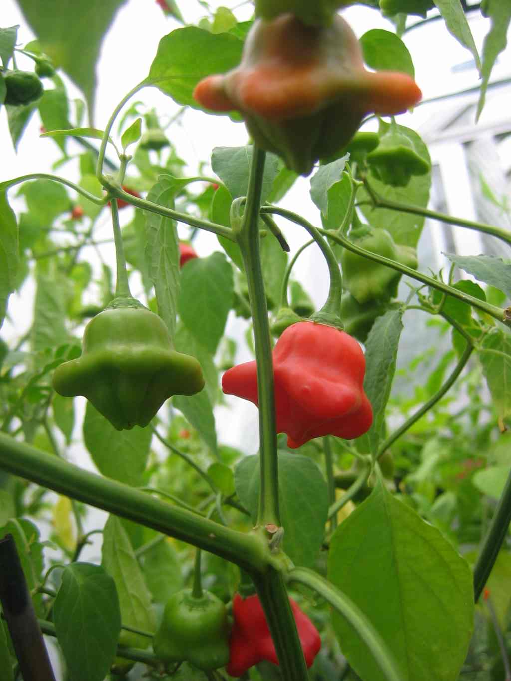 rosenpaprika 2006 sts.jpg