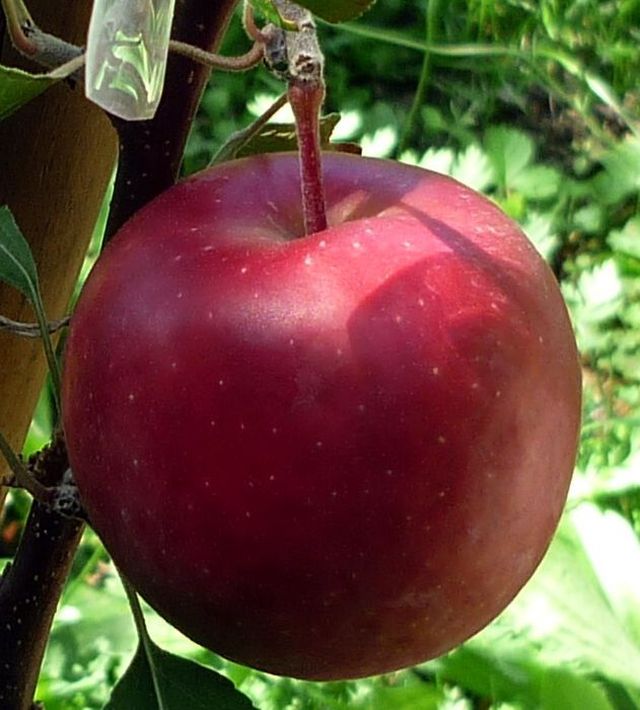 Roter Mond 1.jpg