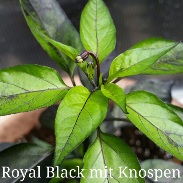 Royal Black Knospen.jpg