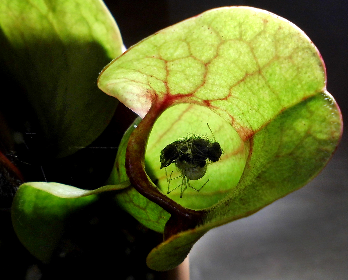 S_rosea_spider-backlight.jpg