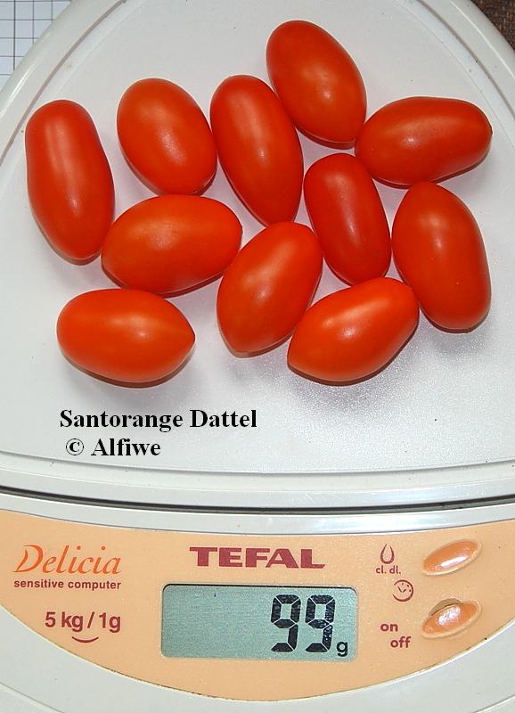 Santorange Dattel 2-d1.JPG