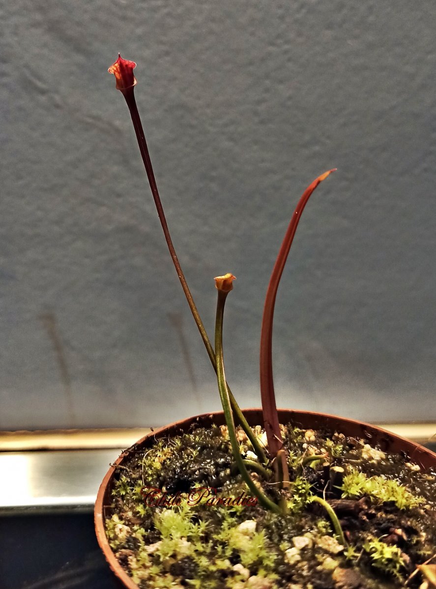 Sarracenia flava x rubricorpora.jpg